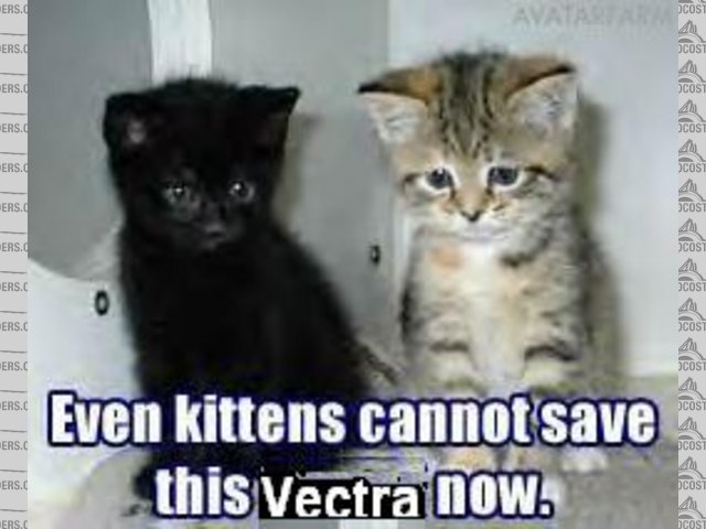 kittens cannt save