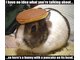 a687934-bunny~with~pancake~head.jpg