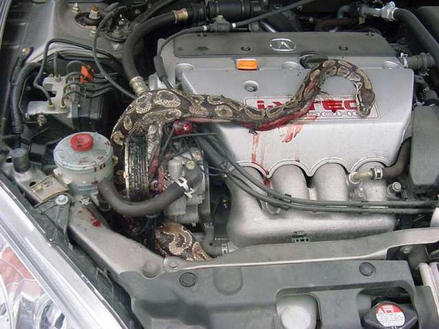 Rescued attachment snake1.jpg