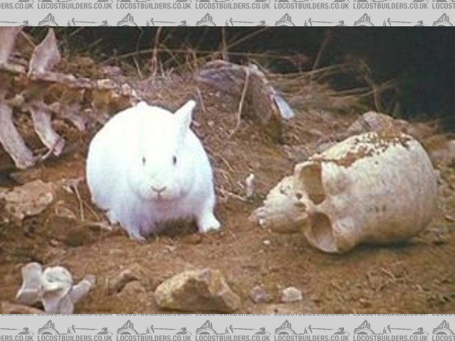 Rescued attachment 300px-Killer_rabbit.jpg