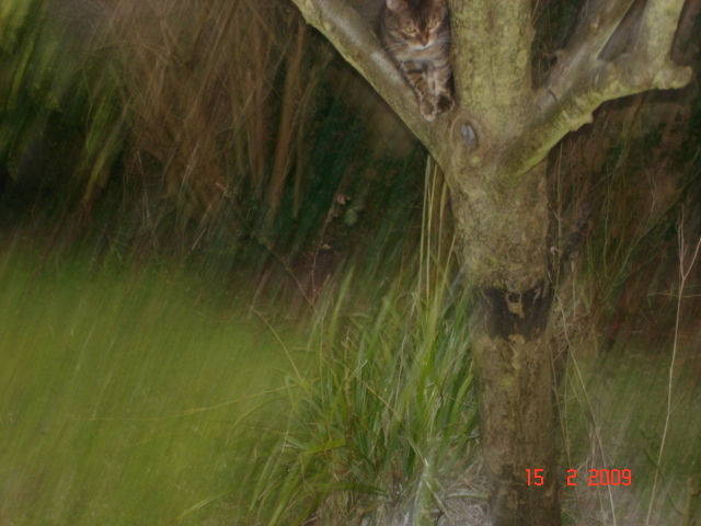 Rescued attachment DSC04362.JPG