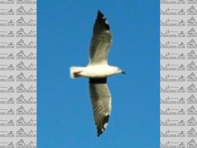 gull avatar