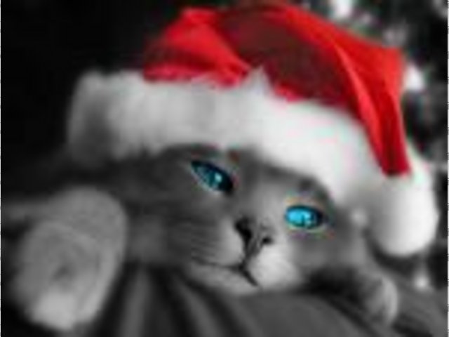 2009 santa cat