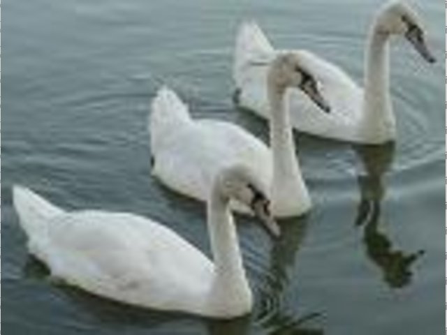 3 swans you thicko!