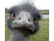 Ostrich.jpg