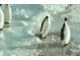 Penguindopeslap.gif