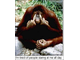 a484266-monkey_finger.jpg