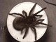 a555321-Spiderplate.jpg