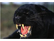 panther.JPG